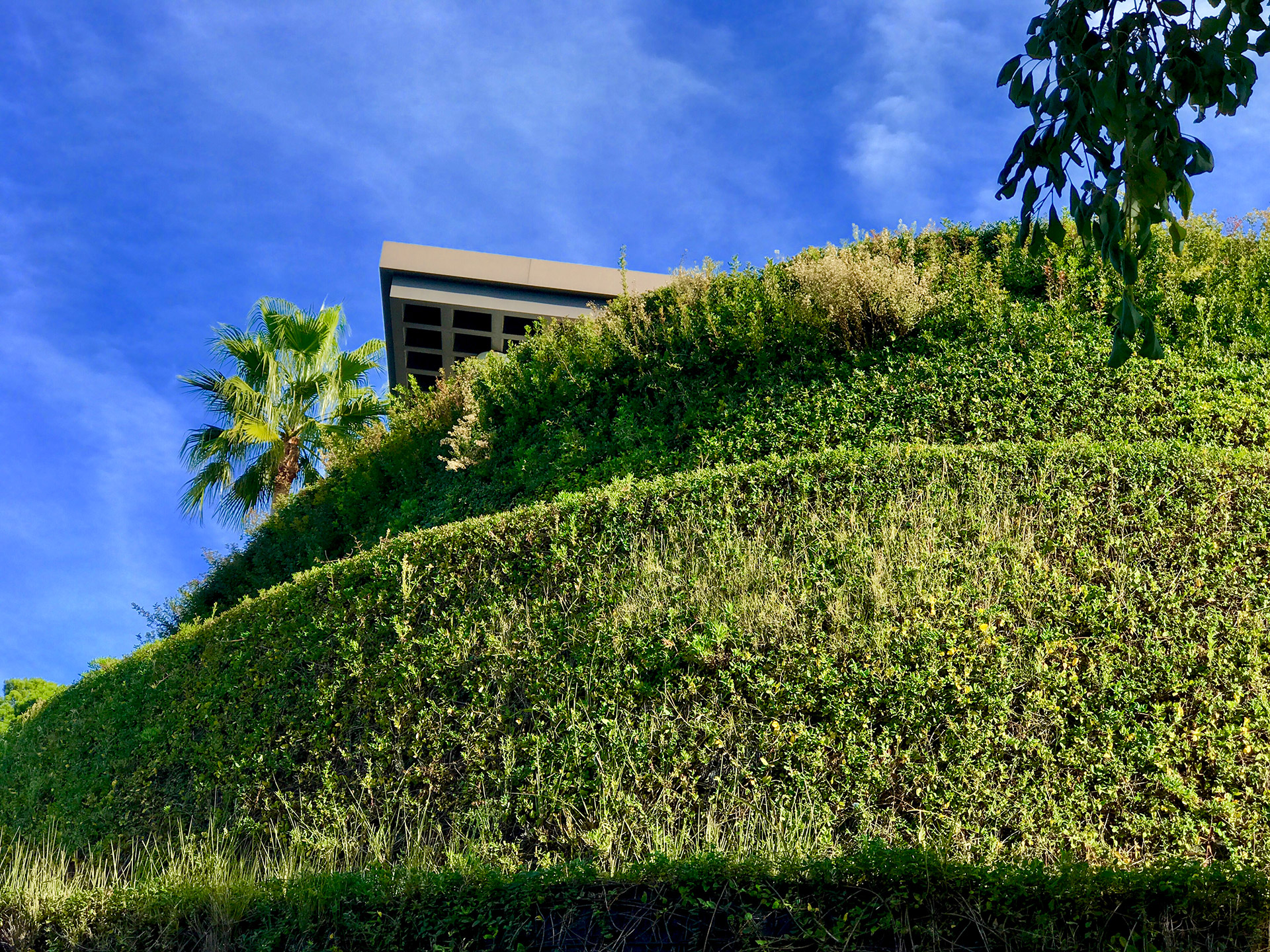 Muro verde